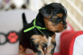 regalo-cachorros-toy-de-yorkshire-terrier-para-adopcion-small-0