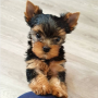 regalo-cachorros-toy-de-yorkshire-terrier-para-adopcion-small-0