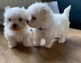 adopcion-cachorros-bichon-maltesmachos-y-hembras-disponible-contacta-ahora-para-mas-whatsapp34659071793-small-0