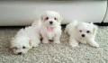 adopcion-cachorros-bichon-maltesmachos-y-hembras-disponible-contacta-ahora-para-mas-whatsapp34659071793-small-0