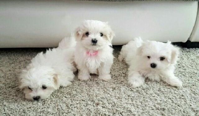 adopcion-cachorros-bichon-maltesmachos-y-hembras-disponible-contacta-ahora-para-mas-whatsapp34659071793-big-0