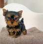 regalo-cachorros-toy-de-yorkshire-terrier-para-adopcion-small-0