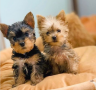 regalo-cachorros-toy-de-yorkshire-terrier-para-adopcion-small-0