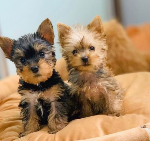 regalo-cachorros-toy-de-yorkshire-terrier-para-adopcion-big-0