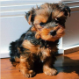 regalo-cachorros-toy-de-yorkshire-terrier-para-adopcion-small-0