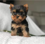 regalo-cachorros-toy-de-yorkshire-terrier-para-adopcion-small-0