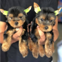 regalo-cachorros-toy-de-yorkshire-terrier-para-adopcion-small-0