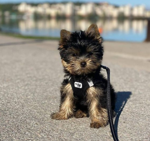 regalo-cachorros-toy-de-yorkshire-terrier-para-adopcion-big-0