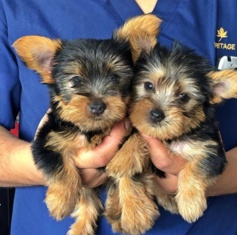 regalo-cachorros-toy-de-yorkshire-terrier-para-adopcion-big-0