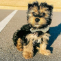 regalo-cachorros-toy-de-yorkshire-terrier-para-adopcion-small-0