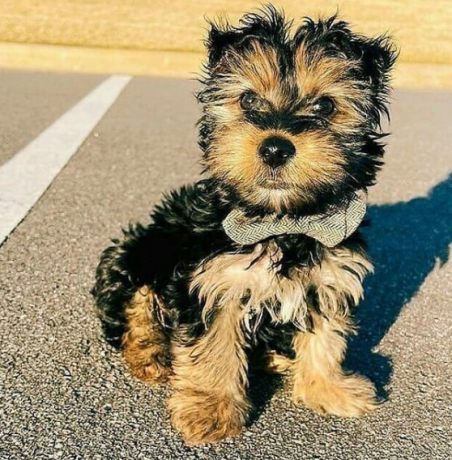 regalo-cachorros-toy-de-yorkshire-terrier-para-adopcion-big-0