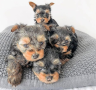 regalo-cachorros-toy-de-yorkshire-terrier-para-adopcion-small-0