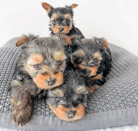 regalo-cachorros-toy-de-yorkshire-terrier-para-adopcion-big-0