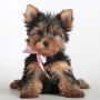 regalo-cachorros-toy-de-yorkshire-terrier-para-adopcion-small-0