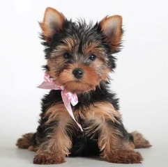 Regalo Cachorros toy, de yorkshire terrier para adopcion