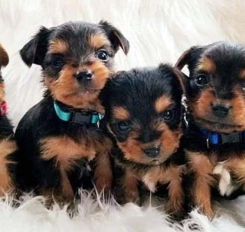 regalo-cachorros-toy-de-yorkshire-terrier-para-adopcion-big-0