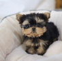 regalo-cachorros-toy-de-yorkshire-terrier-para-adopcion-small-0