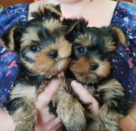 regalo-cachorros-toy-de-yorkshire-terrier-para-adopcion-big-0