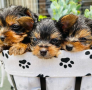 regalo-cachorros-toy-de-yorkshire-terrier-para-adopcion-small-0