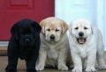 regalo-cachorros-labrador-retriever-muy-bonitos-small-0