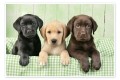 regalo-cachorros-labrador-retriever-muy-bonitos-small-0