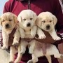 regalo-cachorros-labrador-retriever-muy-bonitos-small-0