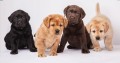 regalo-cachorros-labrador-retriever-muy-bonitos-small-0