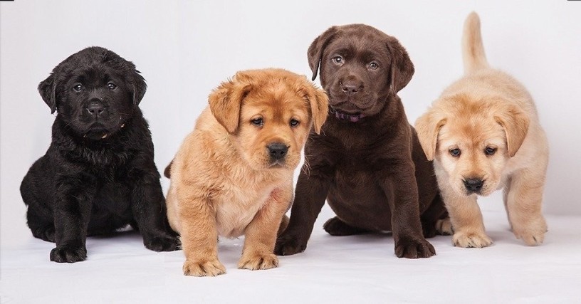 regalo-cachorros-labrador-retriever-muy-bonitos-big-0