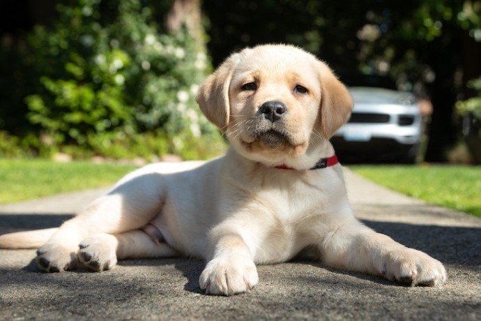 regalo-cachorros-labrador-retriever-muy-bonitos-big-0