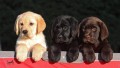 regalo-cachorros-labrador-retriever-muy-bonitos-small-0