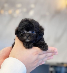 Regalo cachorros de caniche en adopcion