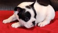 hermosos-cachorros-de-bulldog-frances-small-0