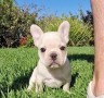 hermosos-cachorros-de-bulldog-frances-small-0