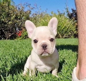 hermosos-cachorros-de-bulldog-frances-big-0