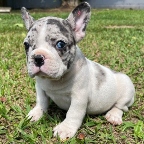 regalo-cachorros-de-bulldog-frances-bien-entrenados-big-0