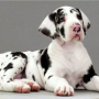 regalo-cachorros-de-gran-danes-en-adopcion-small-0