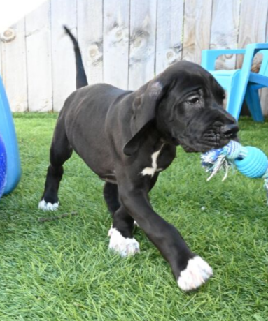 regalo-cachorros-de-gran-danes-en-adopcion-big-0