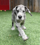 regalo-cachorros-de-gran-danes-en-adopcion-small-0