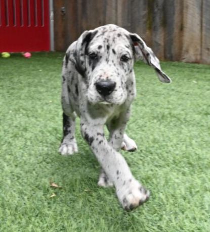 regalo-cachorros-de-gran-danes-en-adopcion-big-0