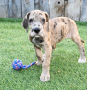 regalo-cachorros-de-gran-danes-en-adopcion-small-0