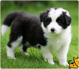 Regalo cachorros de Border collie para adopcion