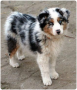 regalo-cachorros-de-border-collie-para-adopcion-small-0