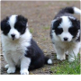 regalo-cachorros-de-border-collie-para-adopcion-small-0