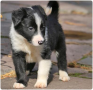 regalo-cachorros-de-border-collie-para-adopcion-small-0