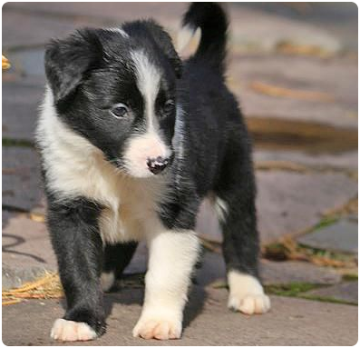 regalo-cachorros-de-border-collie-para-adopcion-big-0