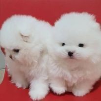 Cachorros de Pomerania de pura raza disponibles