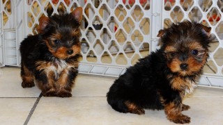 Cachorros yorkshire terrier a la venta