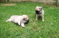 cachorros-pug-registrados-disponibles-small-0