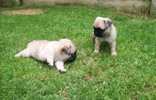 Cachorros pug registrados disponibles