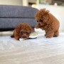 hermosos-cachorros-caniches-small-0